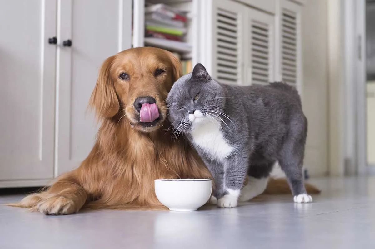 Diki Pets: Tempat Favorit untuk Hewan Peliharaan di Cilacap